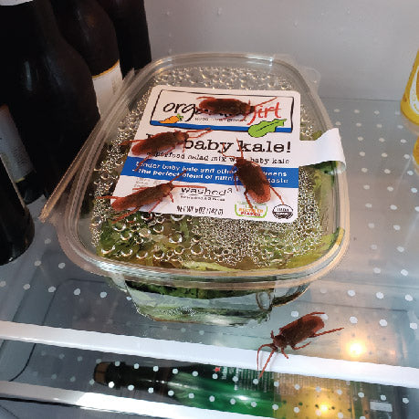 12 x Fake Roaches - Bag of Cockroaches That Look Real - Realistic Plastic Bugs