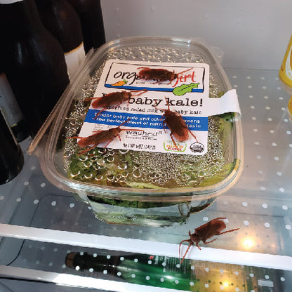 12 x Fake Roaches - Bag of Cockroaches That Look Real - Realistic Plastic Bugs